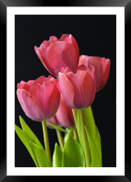 Red Tulips Framed Mounted Print by Stephen Mole