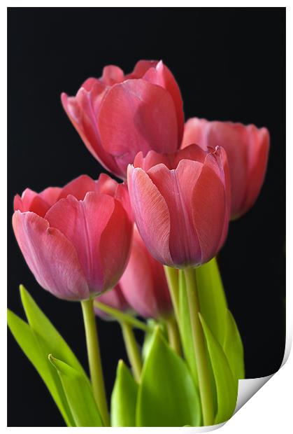 Red Tulips Print by Stephen Mole