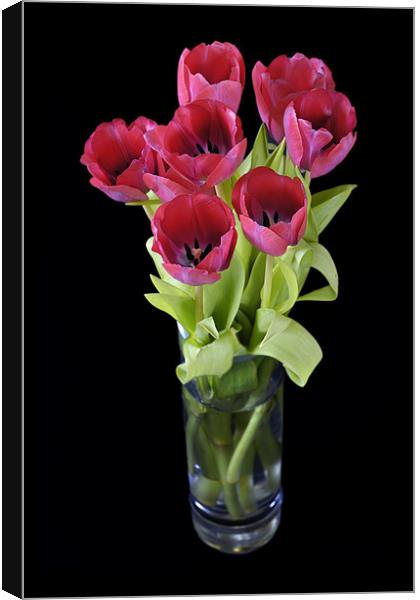 Red tulips Canvas Print by Stephen Mole