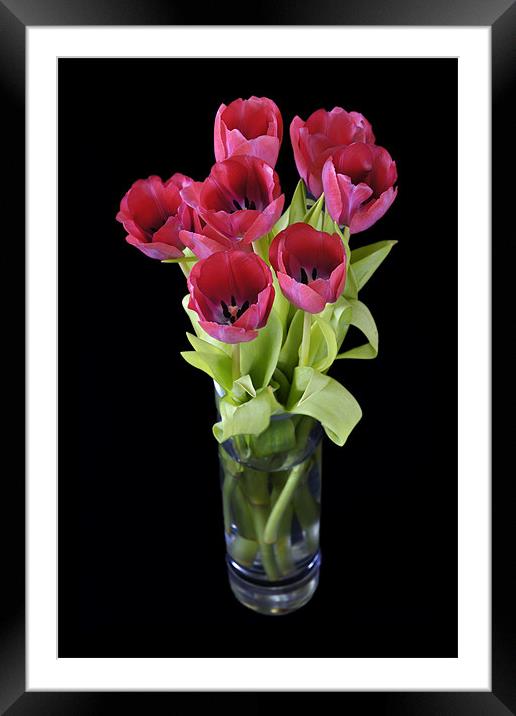 Red tulips Framed Mounted Print by Stephen Mole