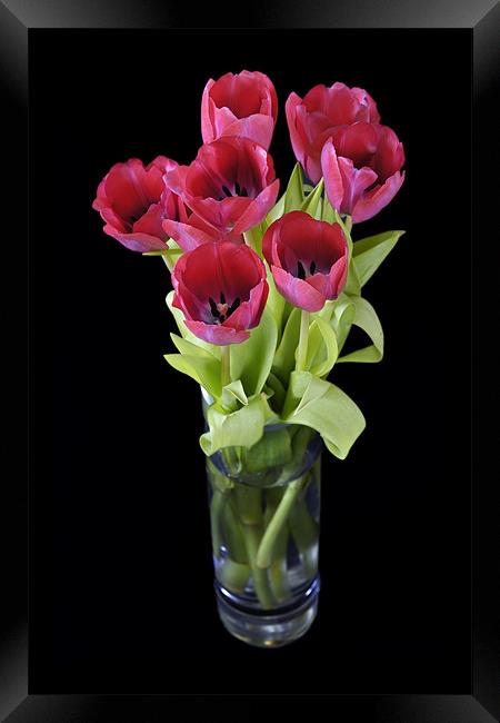 Red tulips Framed Print by Stephen Mole