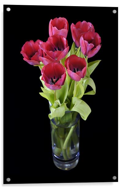 Red tulips Acrylic by Stephen Mole