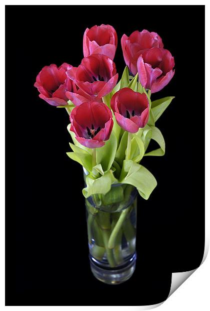 Red tulips Print by Stephen Mole
