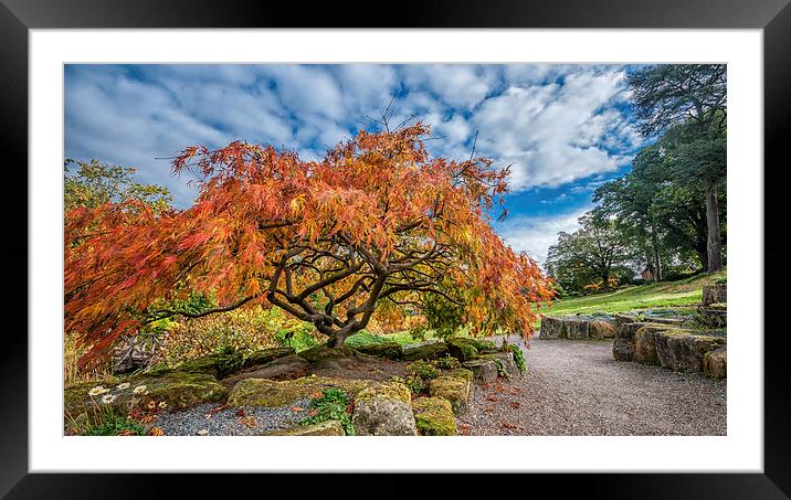 Autumn in Surrey Framed Mounted Print by Colin Evans