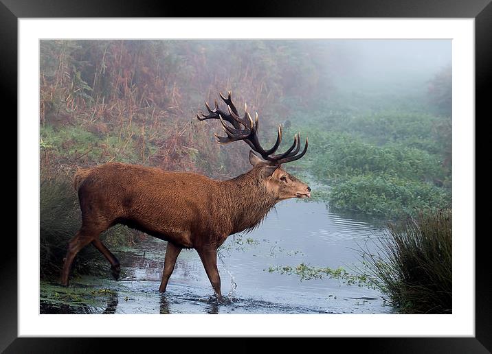  Red Deer stag in the stream Framed Mounted Print by Val Saxby LRPS