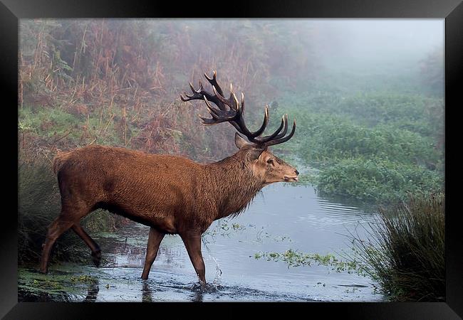  Red Deer stag in the stream Framed Print by Val Saxby LRPS
