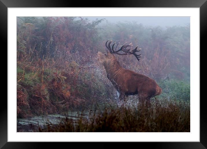  Rampaging Stag Framed Mounted Print by Val Saxby LRPS