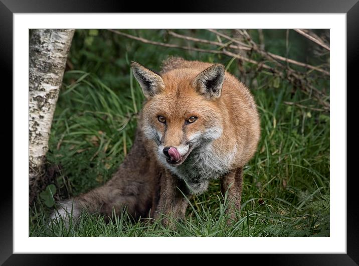  Red Fox Framed Mounted Print by Val Saxby LRPS