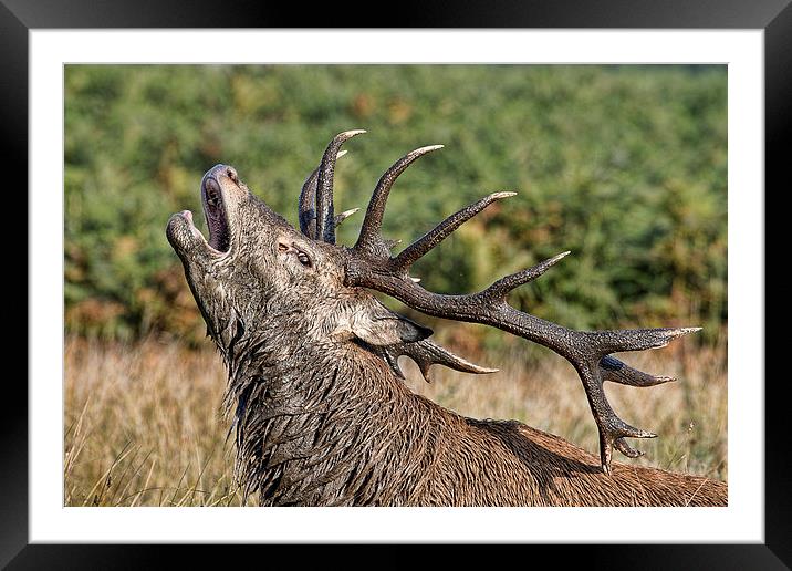  Bolving Stag Framed Mounted Print by Val Saxby LRPS