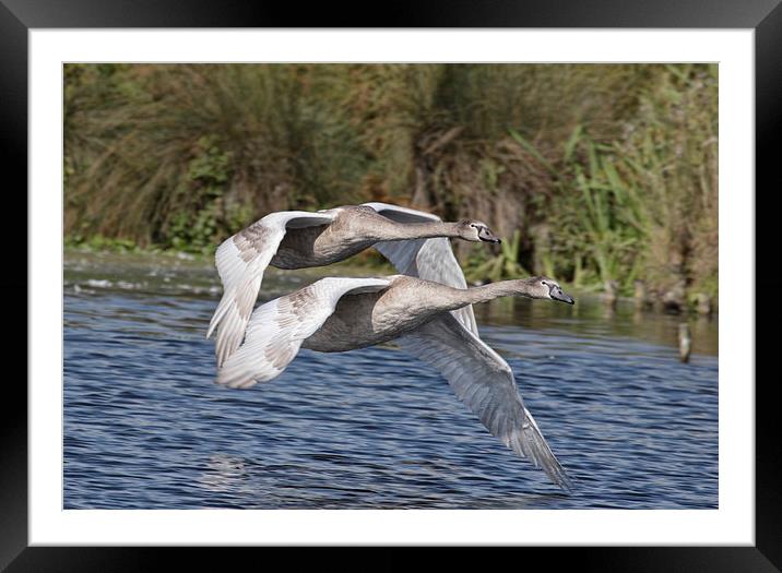  Swan Flight Framed Mounted Print by Val Saxby LRPS
