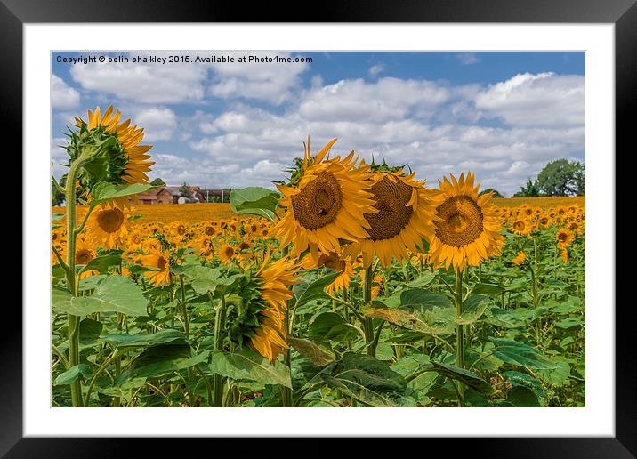  Boussac Sunflowers Framed Mounted Print by colin chalkley