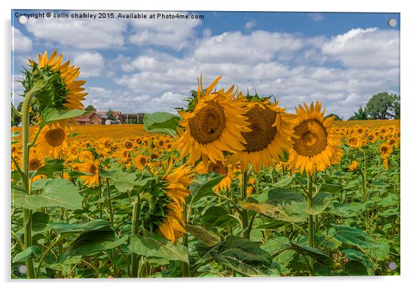  Boussac Sunflowers Acrylic by colin chalkley