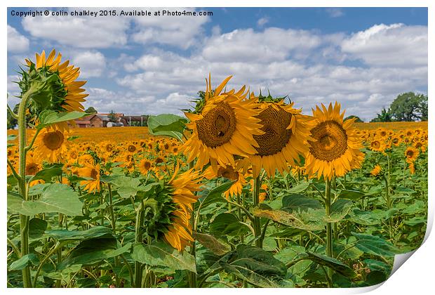  Boussac Sunflowers Print by colin chalkley