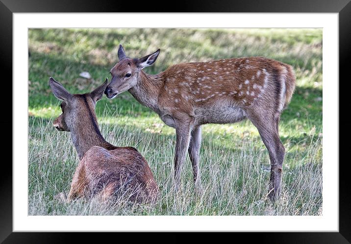  Did you hear the one about.... Framed Mounted Print by Val Saxby LRPS
