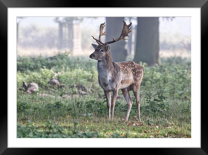  Fallow buck Framed Mounted Print by Val Saxby LRPS