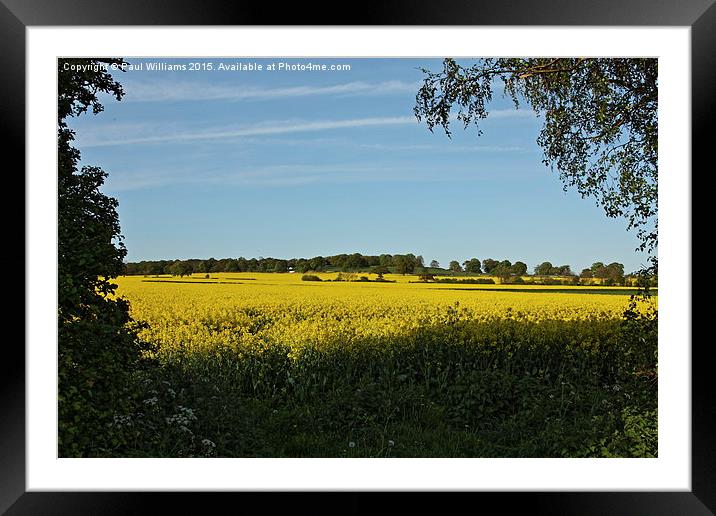 Field of Oilseed Rape in Shropshire  Framed Mounted Print by Paul Williams