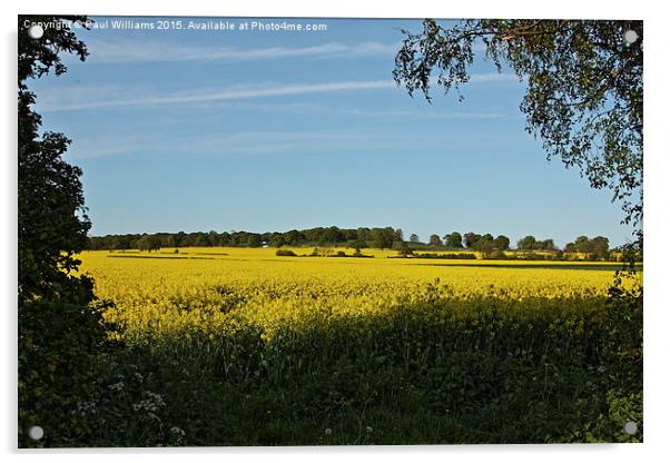 Field of Oilseed Rape in Shropshire  Acrylic by Paul Williams