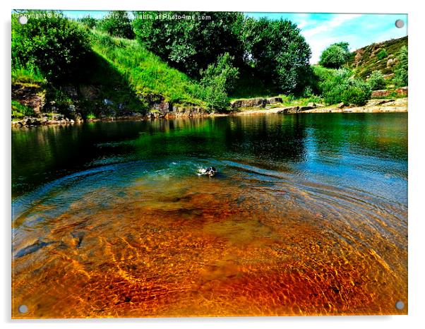  Springer spaniel having a swim Acrylic by Derrick Fox Lomax