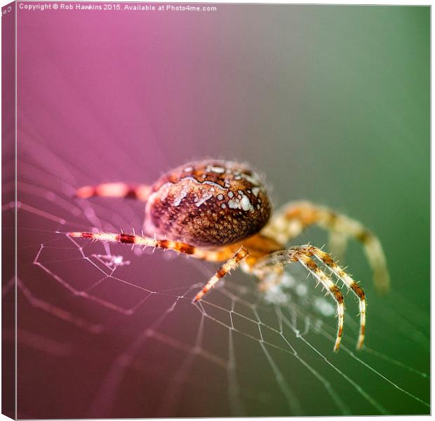  Spidery  Canvas Print by Rob Hawkins