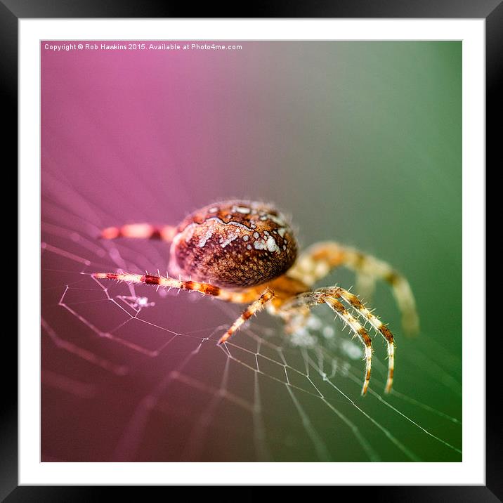  Spidery  Framed Mounted Print by Rob Hawkins