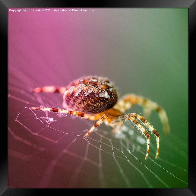  Spidery  Framed Print by Rob Hawkins