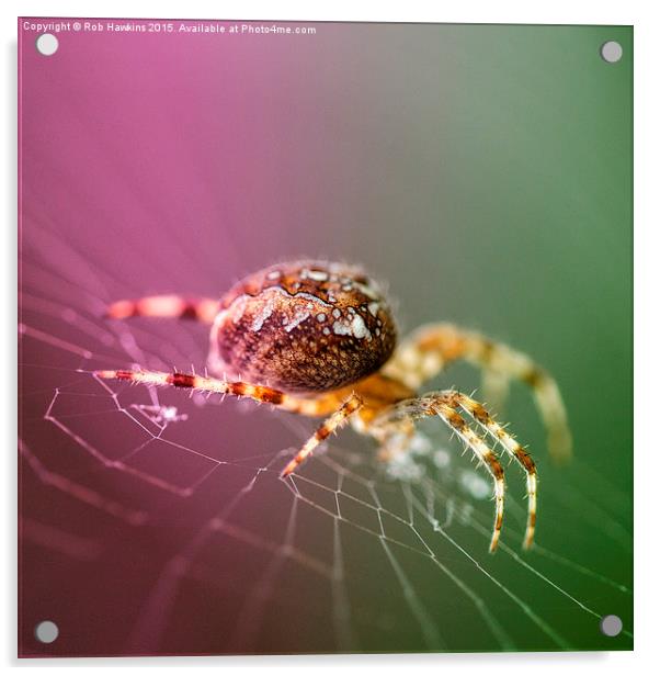  Spidery  Acrylic by Rob Hawkins