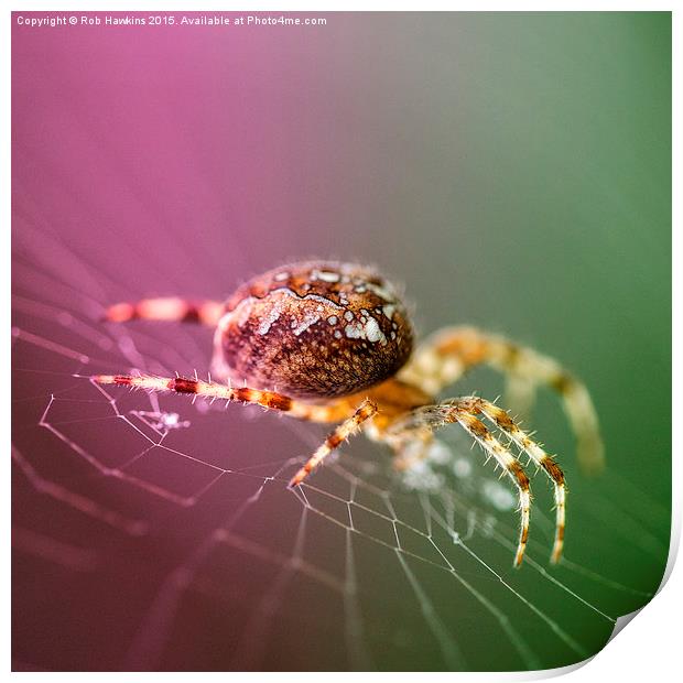 Spidery  Print by Rob Hawkins