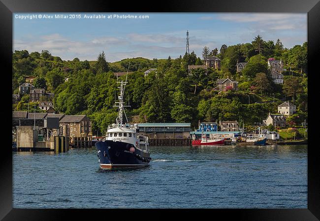  Oban Harbour Framed Print by Alex Millar