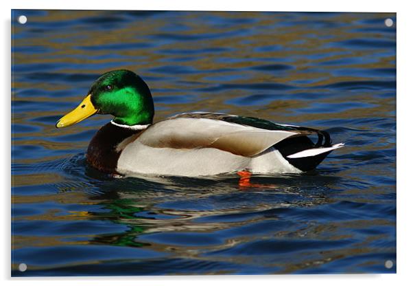 Mallard Duck Side View Acrylic by Dave Windsor