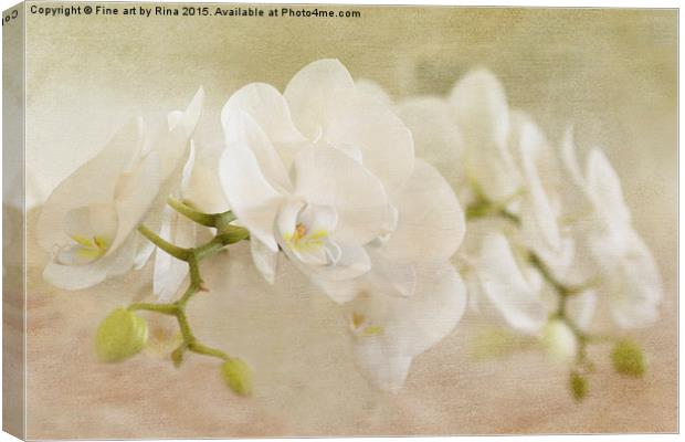  White Orchids Canvas Print by Fine art by Rina