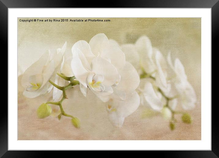  White Orchids Framed Mounted Print by Fine art by Rina