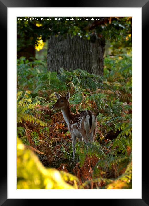 Morning deer Framed Mounted Print by Neil Ravenscroft
