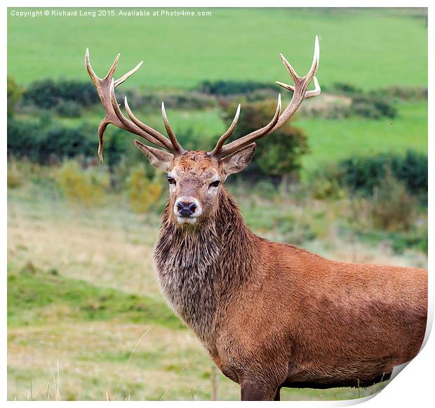 Magnificent Proud Red Deer Stag  Print by Richard Long
