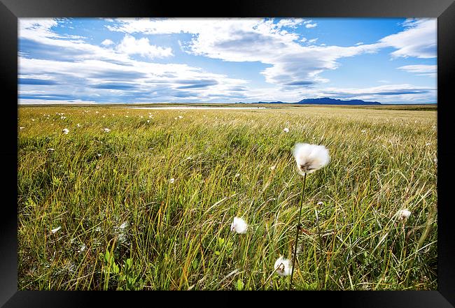 Cottongrass Framed Print by Mark Godden