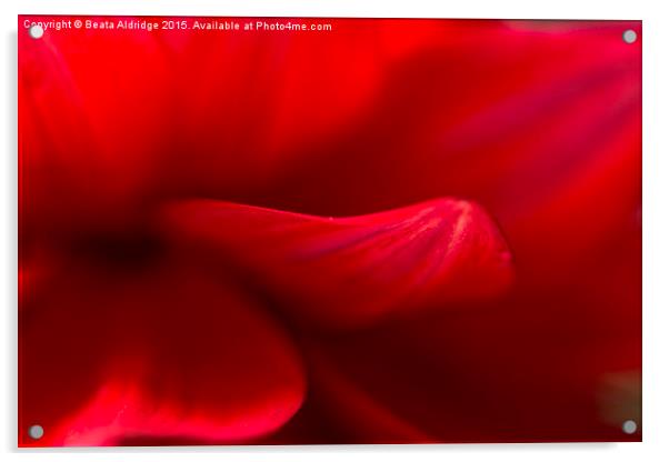  Red passion Acrylic by Beata Aldridge