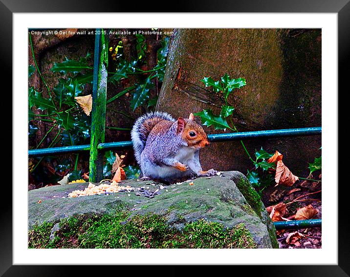  squirrell feeding Framed Mounted Print by Derrick Fox Lomax