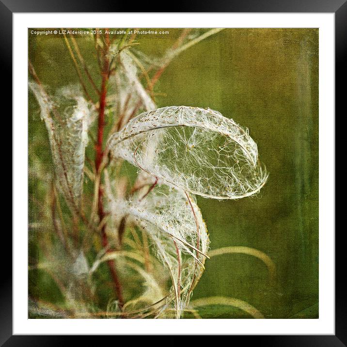 Willow Herb Seeds  Framed Mounted Print by LIZ Alderdice