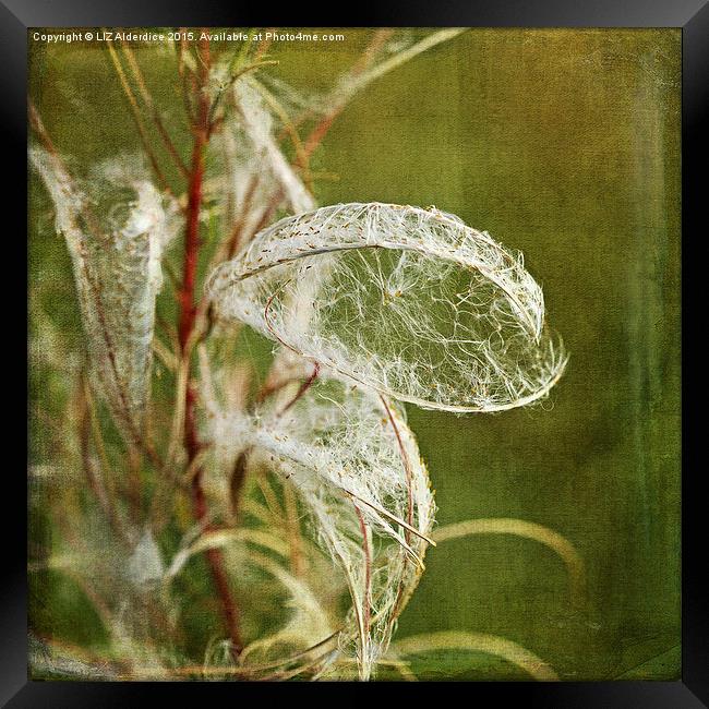 Willow Herb Seeds  Framed Print by LIZ Alderdice