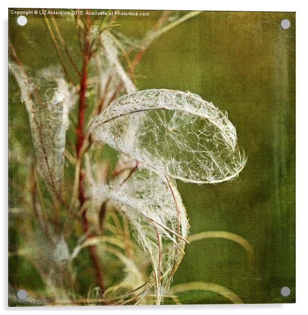 Willow Herb Seeds  Acrylic by LIZ Alderdice