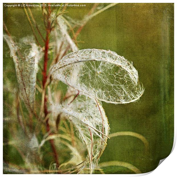 Willow Herb Seeds  Print by LIZ Alderdice