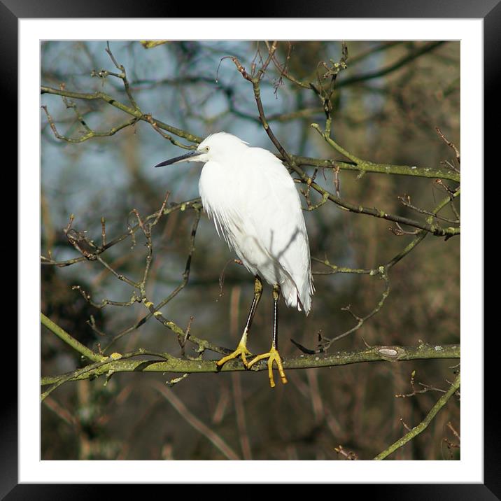 White Egret Framed Mounted Print by Dave Windsor