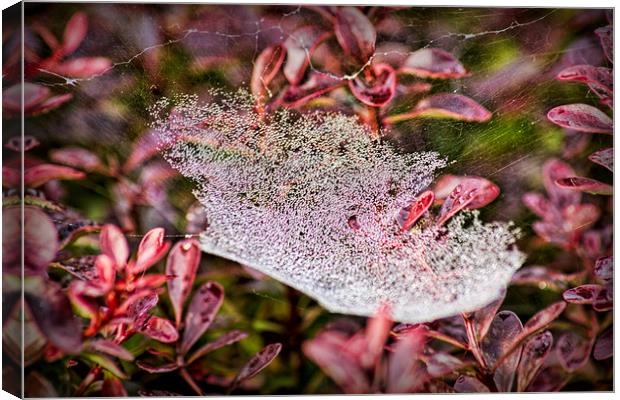  Jewelled Web Canvas Print by Colin Metcalf