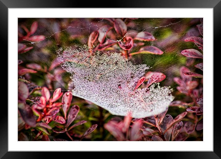  Jewelled Web Framed Mounted Print by Colin Metcalf