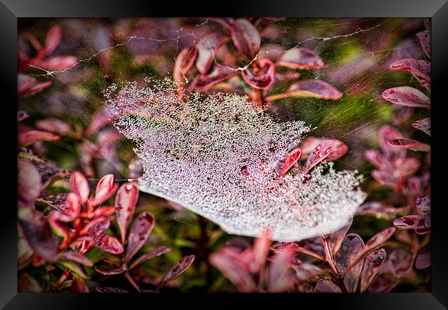  Jewelled Web Framed Print by Colin Metcalf