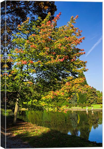  Thorp Perrow Autumn Canvas Print by Colin Metcalf