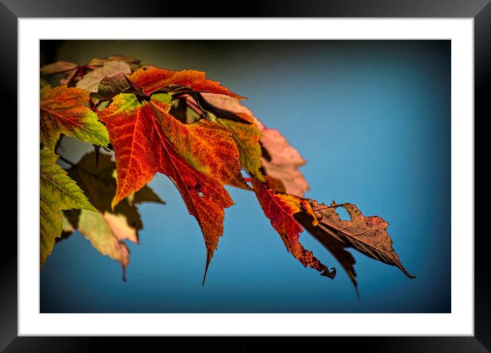  Autumn Glory Framed Mounted Print by Colin Metcalf