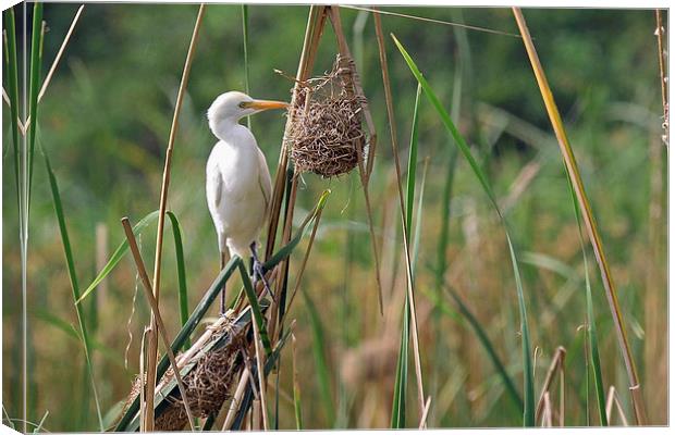 Cattle Egret Canvas Print by Tony Murtagh