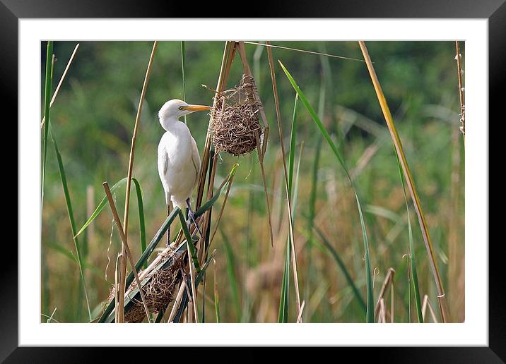 Cattle Egret Framed Mounted Print by Tony Murtagh