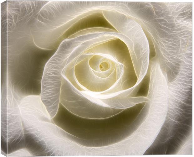 White Rose Light Canvas Print by Darren Smith