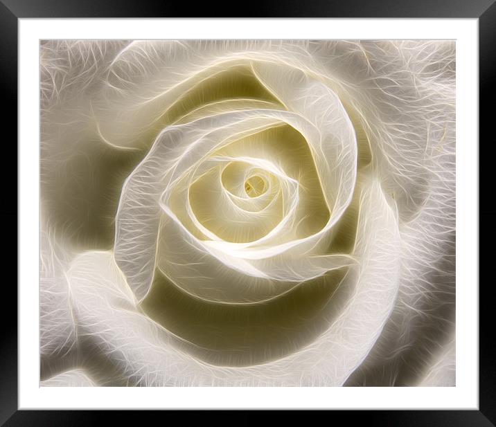 White Rose Light Framed Mounted Print by Darren Smith